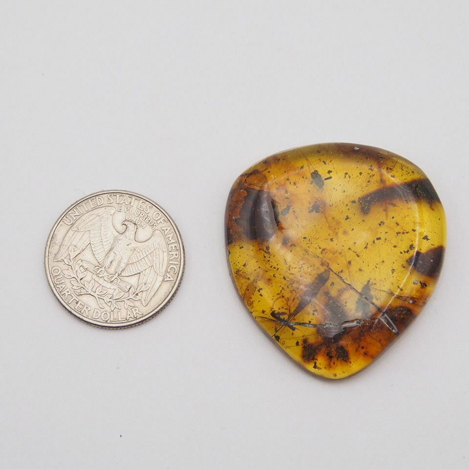 Mexican Amber with Silverfish Inclusion 7.8 g