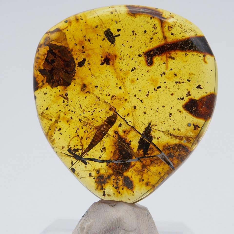 Mexican Amber with Silverfish Inclusion 7.8 g
