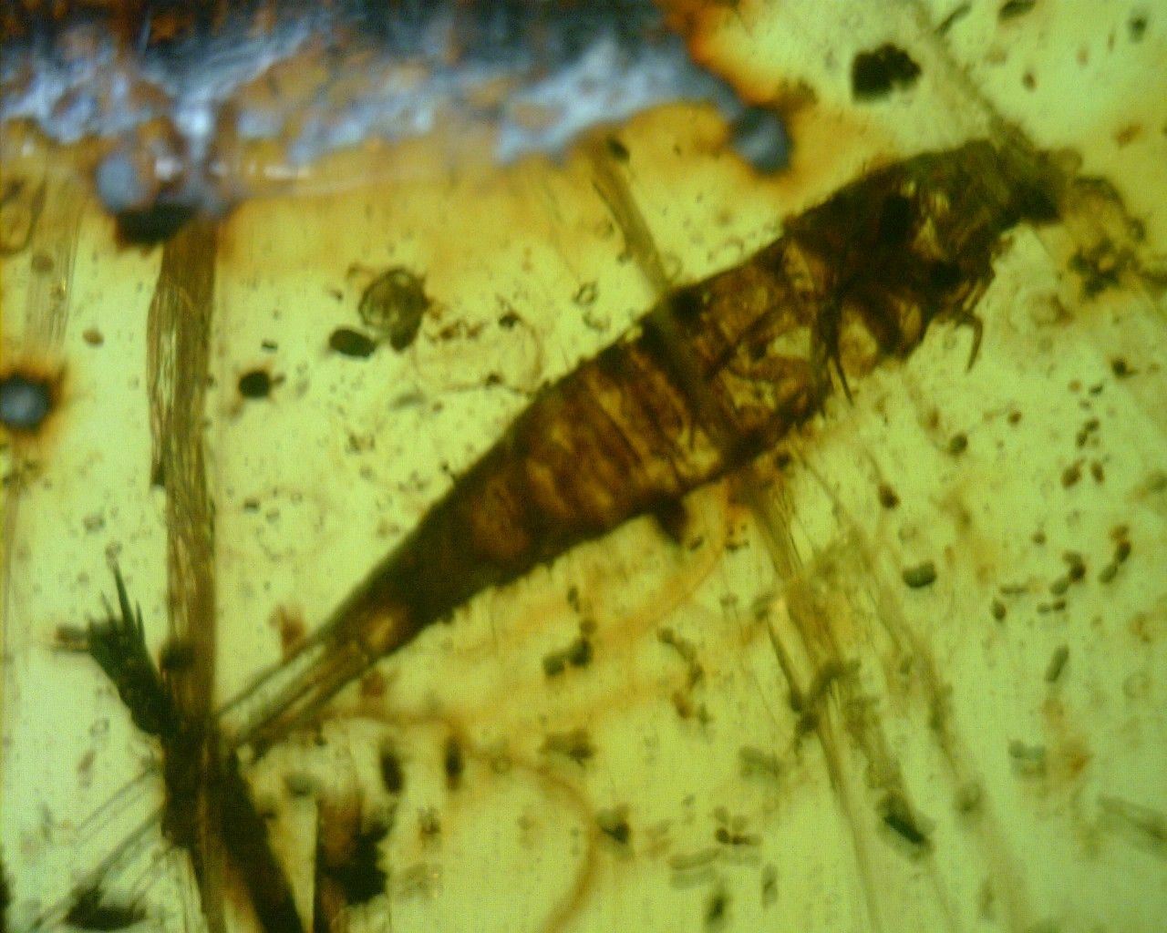 Mexican Amber with Silverfish Inclusion 7.8 g