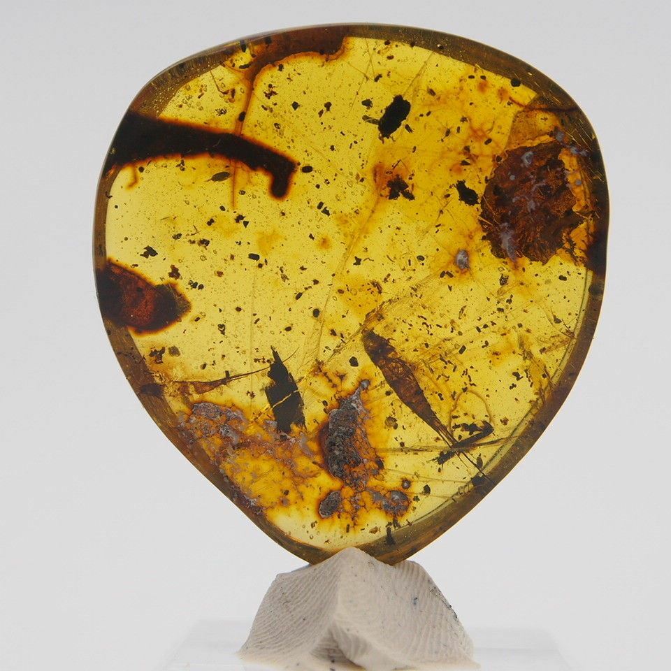 Mexican Amber with Silverfish Inclusion 7.8 g