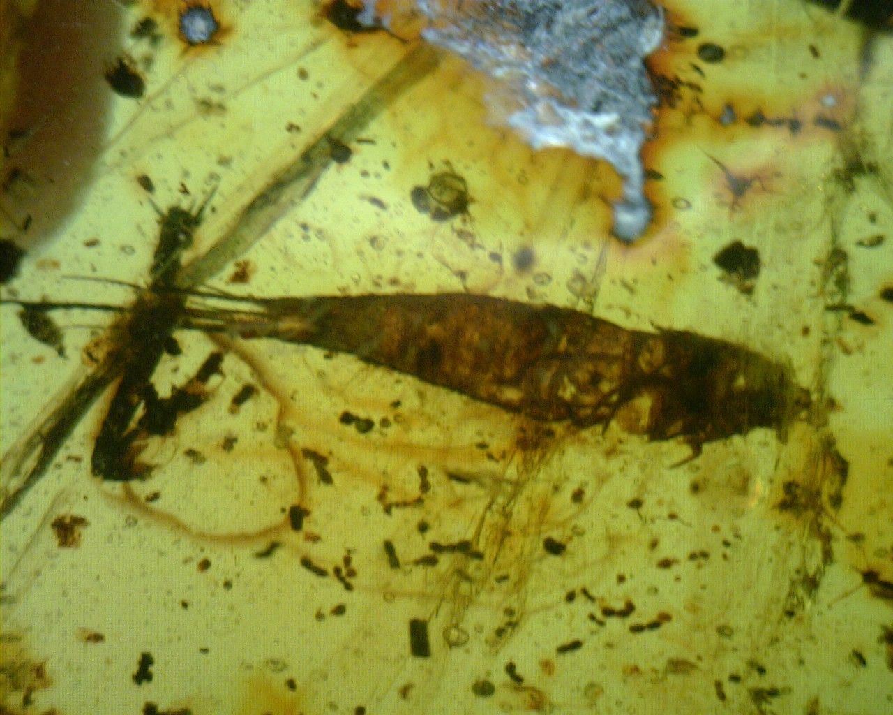 Mexican Amber with Silverfish Inclusion 7.8 g