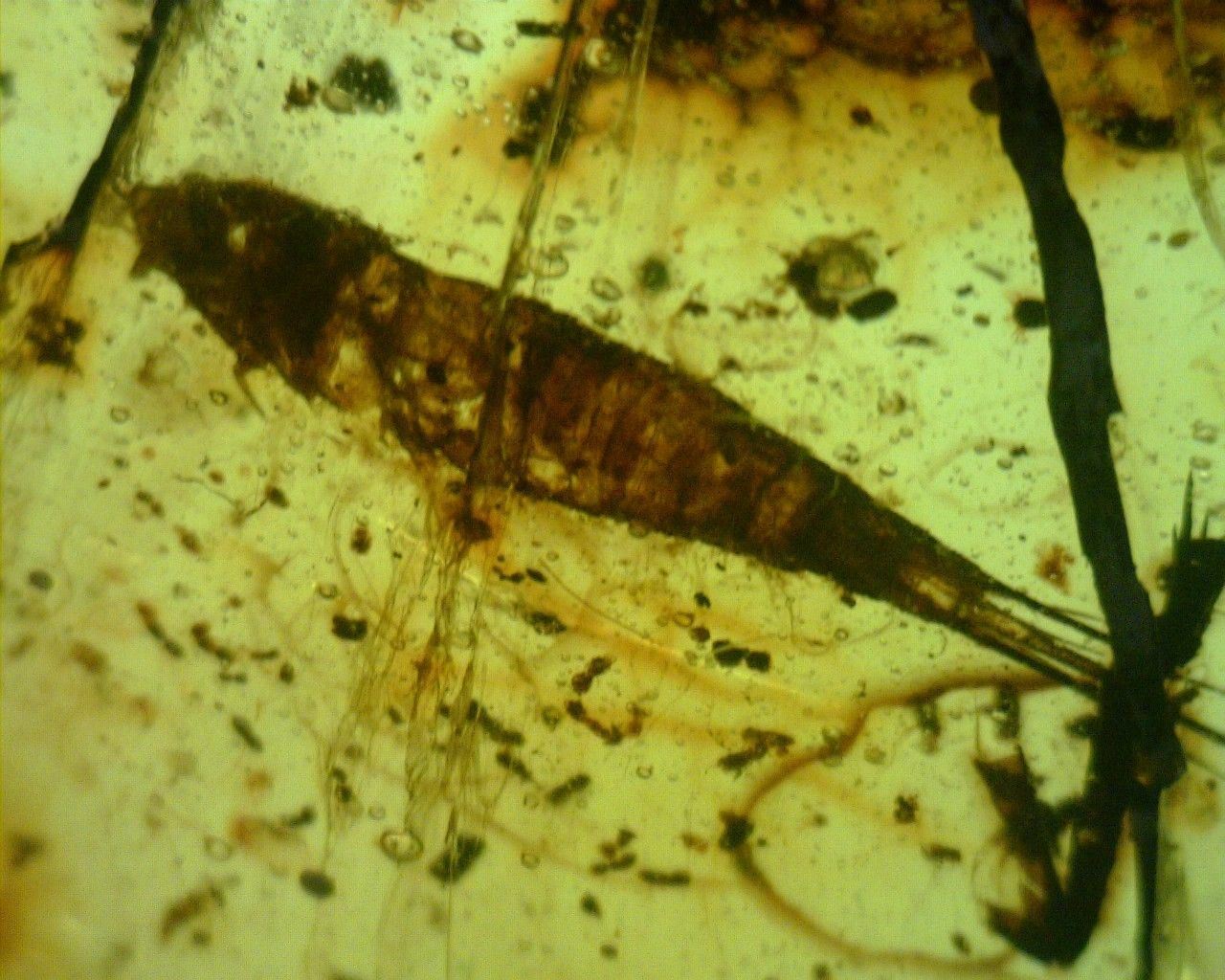 Mexican Amber with Silverfish Inclusion 7.8 g