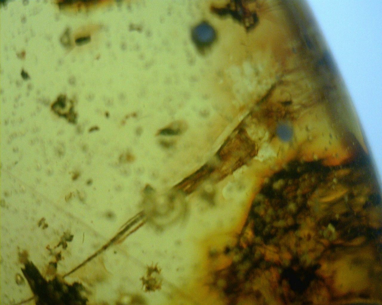 Mexican Amber with Silverfish Inclusion 7.8 g
